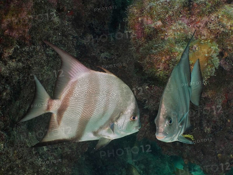 Two fish, Atlantic spadefish (Chaetodipterus faber), swimming close to each other, surrounded by rocks. Dive site John Pennekamp Coral Reef State Park, Key Largo, Florida Keys, Florida, USA