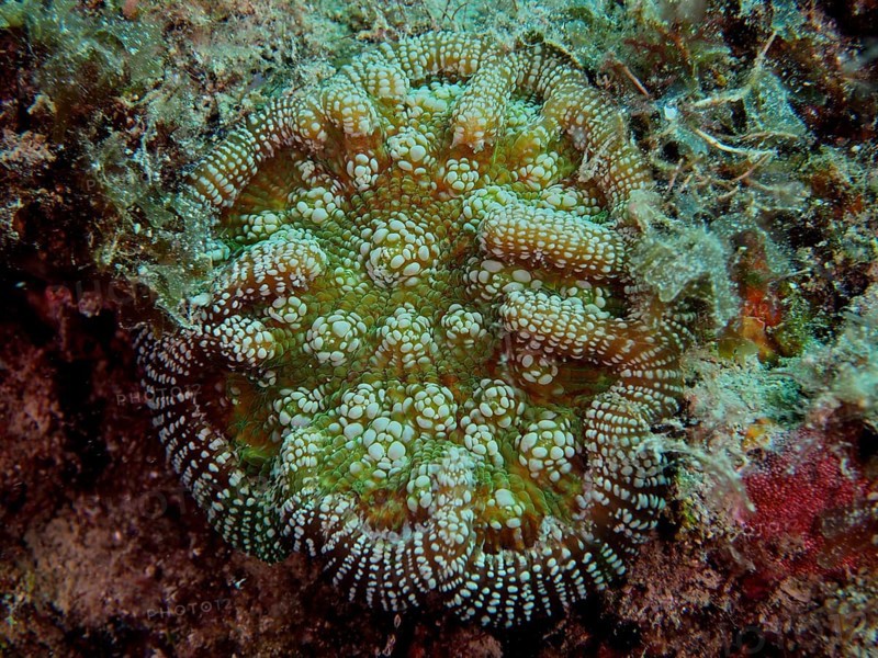 Green coral with a detailed pattern, Atlantic mushroom coral (Scolymia lacera), on the seabed. Dive site Nursery, Pompano Beach, Florida, USA