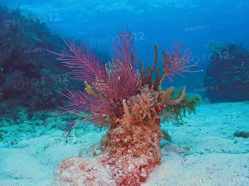 Colourful American gorgonian (Antillogorgia americana) on a sandy seabed under blue water. Dive site John Pennekamp Coral Reef State Park, Key Largo, Florida Keys, Florida, USA