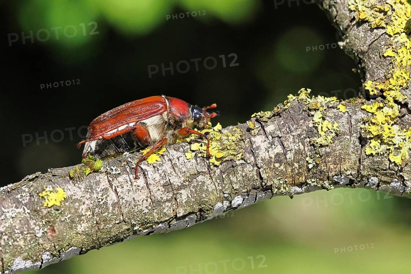 May beetle, wood cockchafer (Melolontha hippocastani), female, on a branch covered with lichen, close-up, Wilnsdorf, North Rhine-Westphalia, Germany