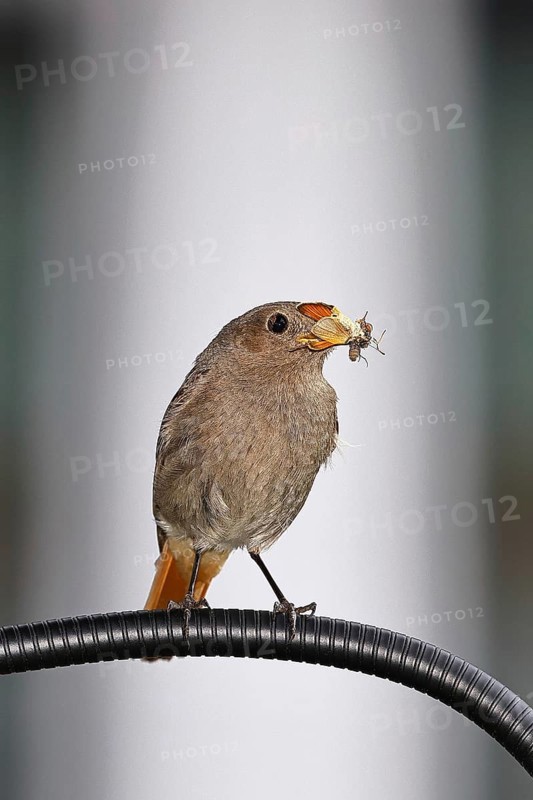 Redstart (Phoenicurus ochruros), with a butterfly as prey in its beak on a balcony, Wilnsdorf, North Rhine-Westphalia, Germany