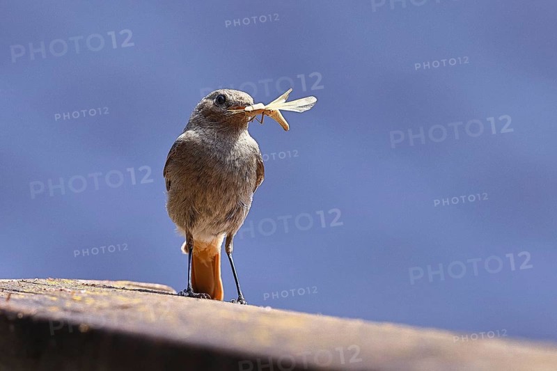 Black redstart (Phoenicurus ochruros), with a grasshopper as prey in its beak on a balcony, Wilnsdorf, North Rhine-Westphalia, Germany