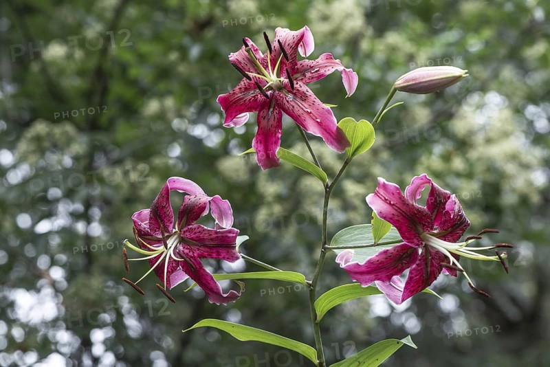Lily flowers (Lilium), Oriental hybrid, Emsland, Lower Saxony, Germany
