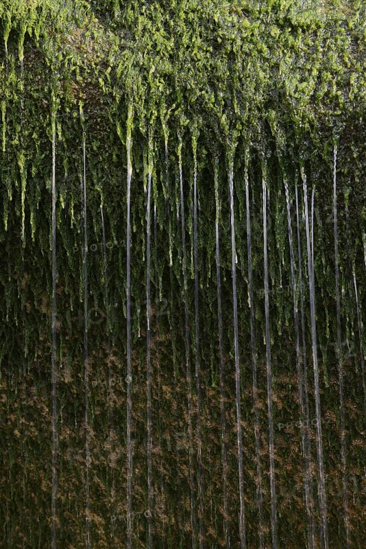 Water flowing over moss on a rock, Alabaster Coast, Seine-Maritime, Haute-Normandie, France