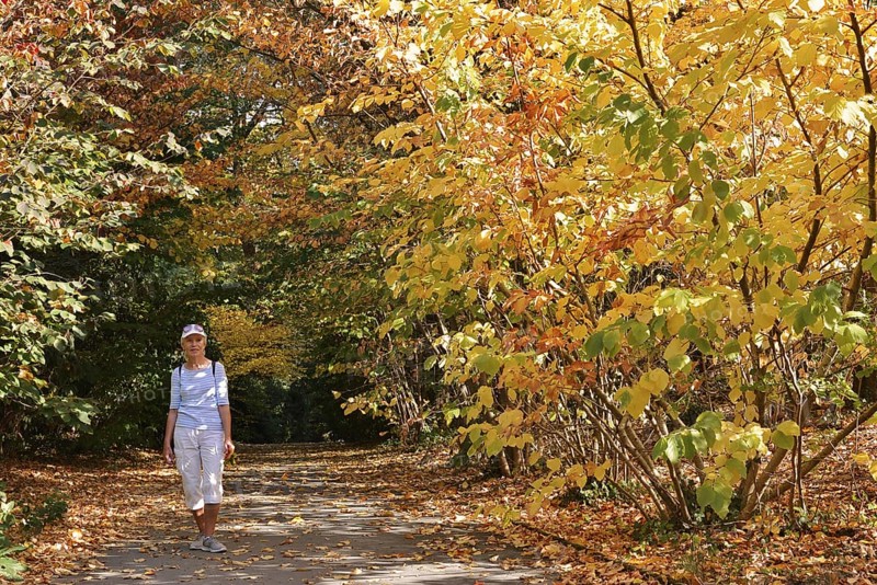 Woman walking through a park in autumn, North Rhine-Westphalia, Germany