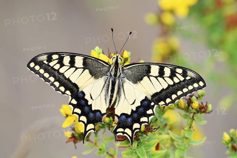 Swallowtail (Papilio machaon), North Rhine-Westphalia, Germany
