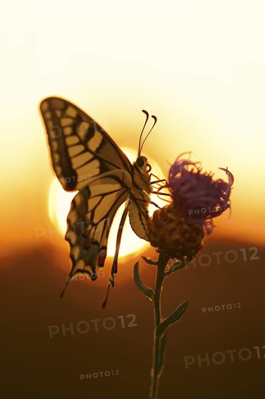 Swallowtail (Papilio machaon) at sunrise, North Rhine-Westphalia, Germany