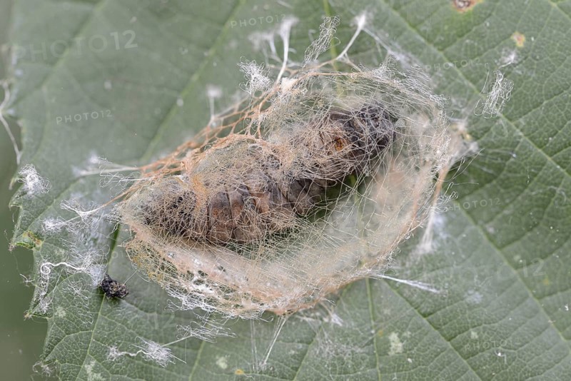 Rose owl (Thyatira batis), caterpillar pupating, North Rhine-Westphalia, Germany