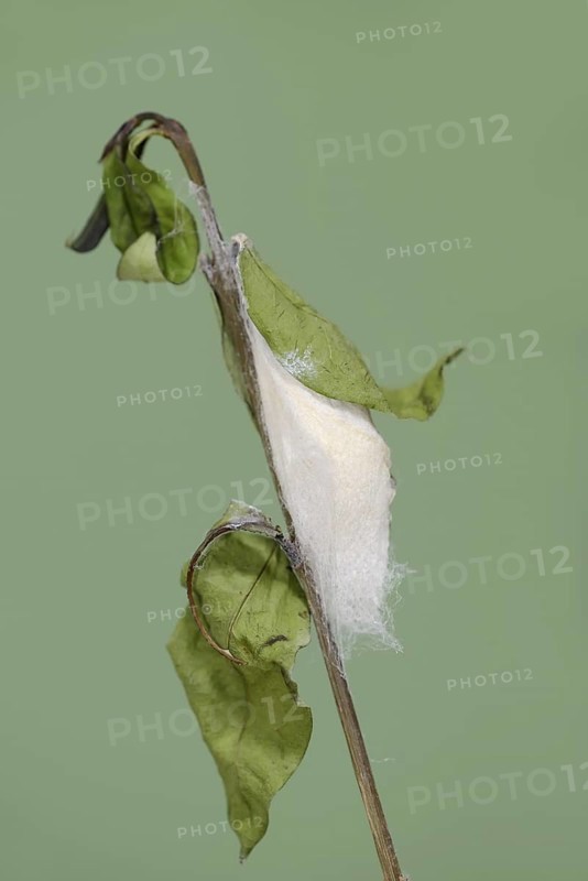 Tree of God moth or Ailanthus moth (Samia cynthia), cocoon, captive, native to Asia