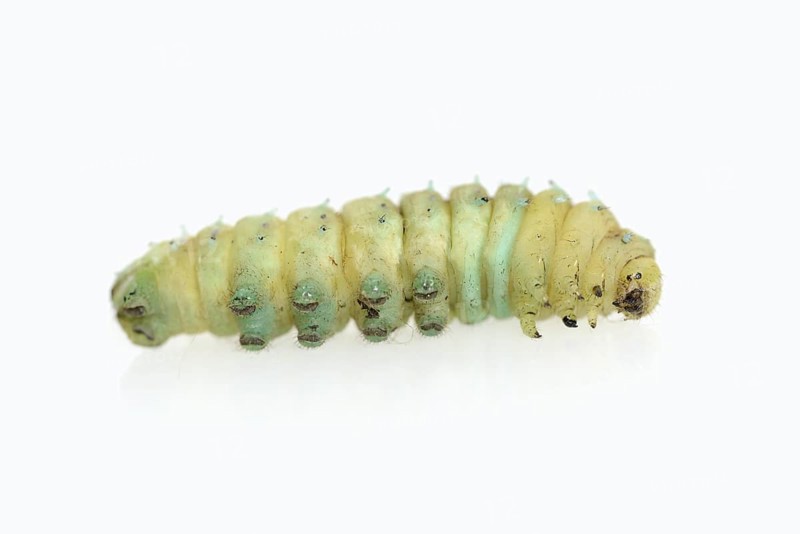Tree of God moth or Ailanthus moth (Samia cynthia), caterpillar shortly in front of pupation, against a white background, captive, native to Asia