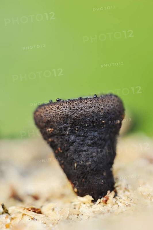 Black bulgar (Bulgaria inquinans), North Rhine-Westphalia, Germany