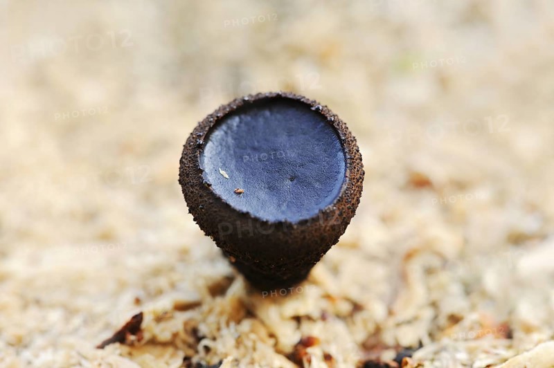 Black bulgar (Bulgaria inquinans), North Rhine-Westphalia, Germany