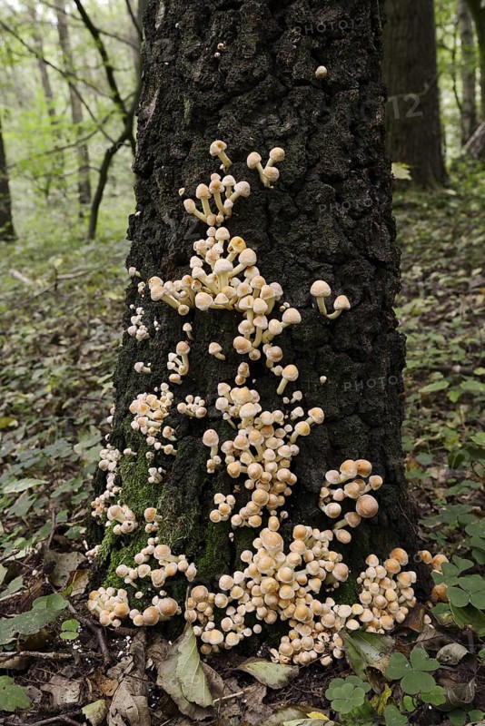 Sulphur tuft (Hypholoma fasciculare) on a tree trunk, North Rhine-Westphalia, Germany