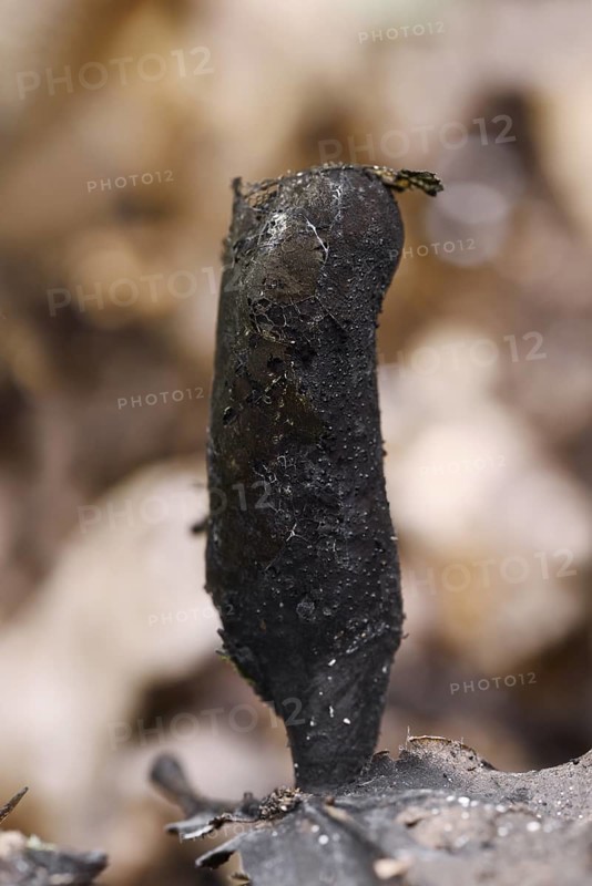 Dead man's fingers (Xylaria polymorpha), North Rhine-Westphalia, Germany