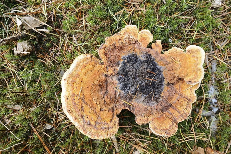 Pine brown porling or coniferous brown porling (Phaeolus spadiceus, Phaeolus schweinitzii), Gelderland, Netherlands