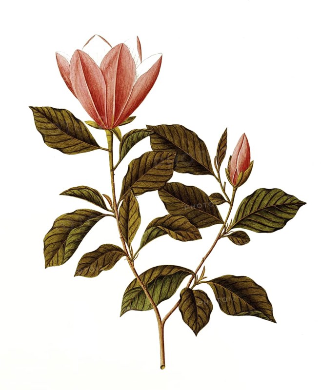 Honoki Magnolia, Japanese Bigleaf Magnolia, Magnolia obovata Thunb, Magnoliaceae, Illustration by Angela Rossi Bottione, watercolour, 1812-1837, Historical, digitally restored reproduction from a 19th century original, Record date not stated