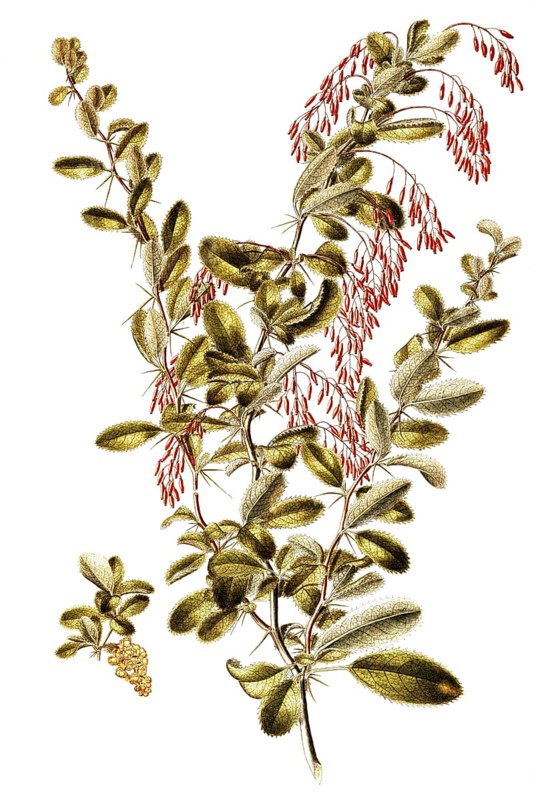 Common barberry, European barberry, Berberis vulgaris, Berberidaceae, Illustration by Francesco Peyrolery, watercolour, 1765, Historical, digitally restored reproduction from a 19th century original, Record date not stated