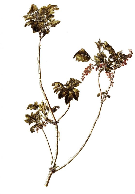 Alpine Currant, Ribes alpinum, Grossulariaceae, Illustration by Francesco Peyrolery, watercolour, 1765, Historical, digitally restored reproduction from a 19th century original, Record date not stated