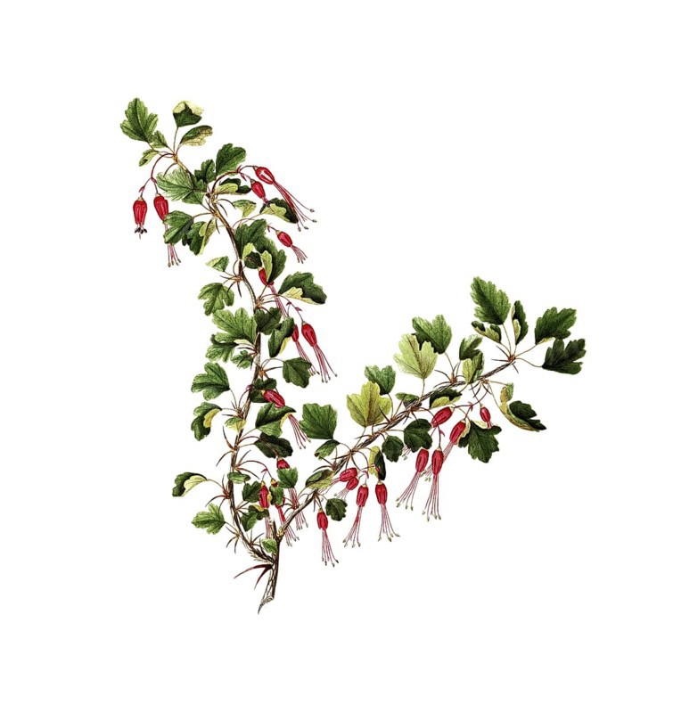Fuchsia-flowered Gooseberry, Ribes speciosum Pursh, Grossulariaceae, Illustration by Angela Rossi Bottione and co-workers, watercolour, 1837, Historic, digitally restored reproduction from a 19th century original, Record date not stated