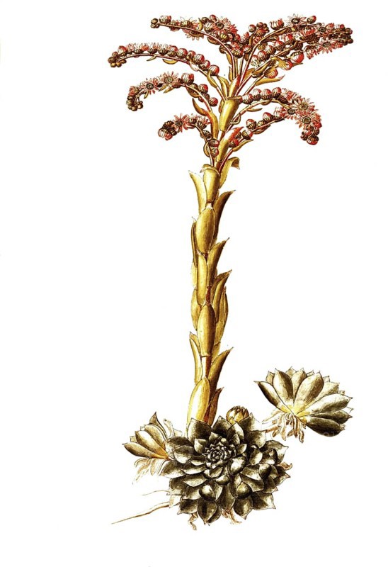 Common Houseleek, Sempervivum tectorum, Illustration by Giovanni Antonio Bottione, watercolour, 1770-1781, Historical, digitally restored reproduction from a 19th century original, Record date not stated
