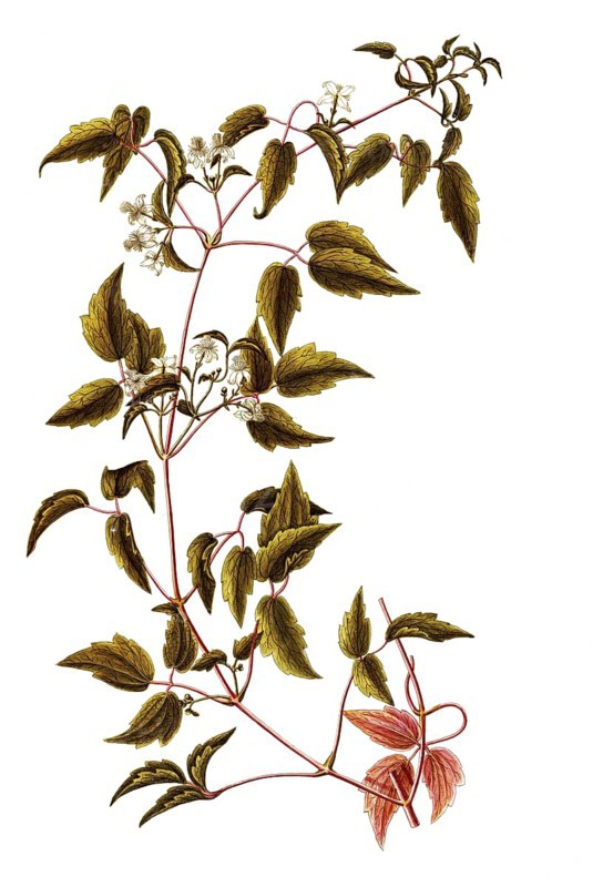 Virgin's Bower or Devil's Darning Needles, Clematis virginiana, Ranunculaceae, Illustration by Giovanni Antonio Bottione, watercolour, 1770-1781, Historic, digitally restored reproduction from a 19th century original, Record date not stated