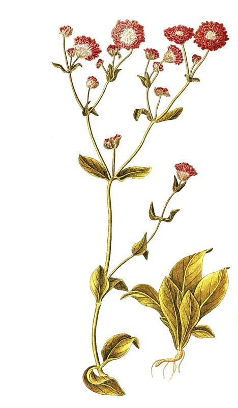 Red campion, red campion, red night carnation, red wood carnation, red campion, red campion, Lychnis dioica, Caryophyllaceae, Illustration by Francesco Peyrolery, watercolour, 1753, Historical, digitally restored reproduction from a 19th century original, Record date not stated