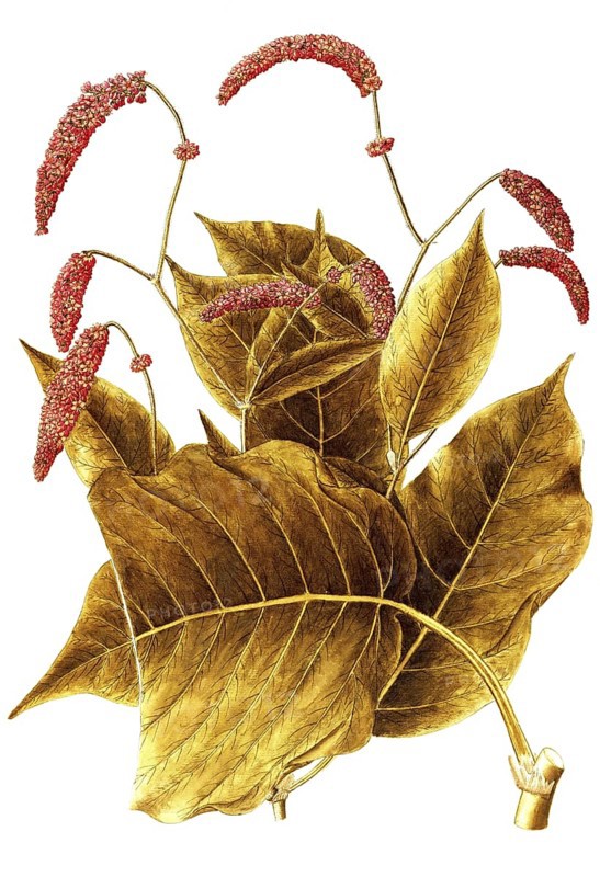 Oriental Knotweed, Prince's Feather or Kiss me over the garden gate, Polygonum orientale, Polygonaceae, Illustration by Giovanni Antonio Bottione, watercolour, 1770-1781, Historic, digitally restored reproduction from a 19th century original, Record date not stated