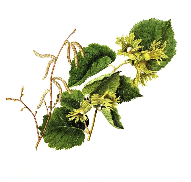 Corylus americana, American hazelnut, Corylus americana Marsh, Betulaceae, Illustration by Angela Rossi Bottione, watercolour, 1812-1837, Historical, digitally restored reproduction from a 19th century original, Record date not stated