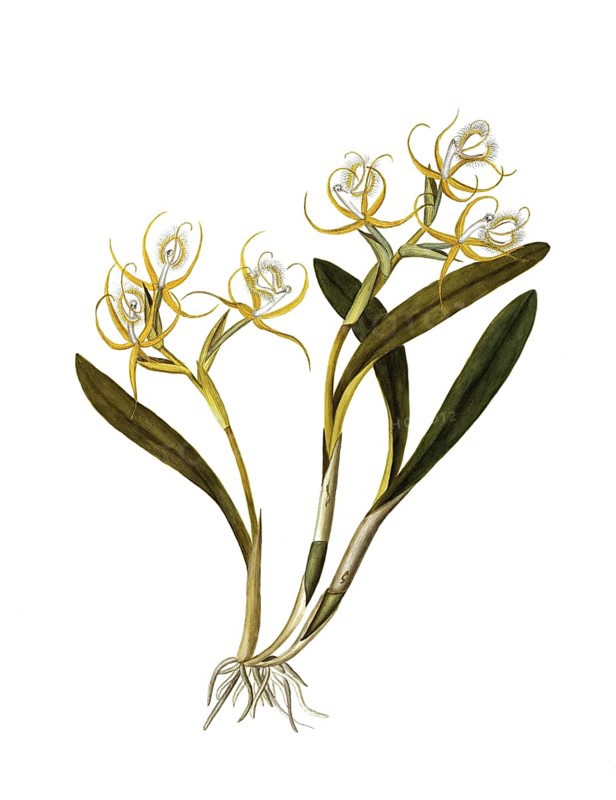 Fringed Star Orchid, Epidendrum ciliare or Coilostylis ciliaris, Orchidaceae, Illustration by Maddalena Lisa Mussino, watercolour, 1859, Historic, digitally restored reproduction from a 19th century original, Record date not stated