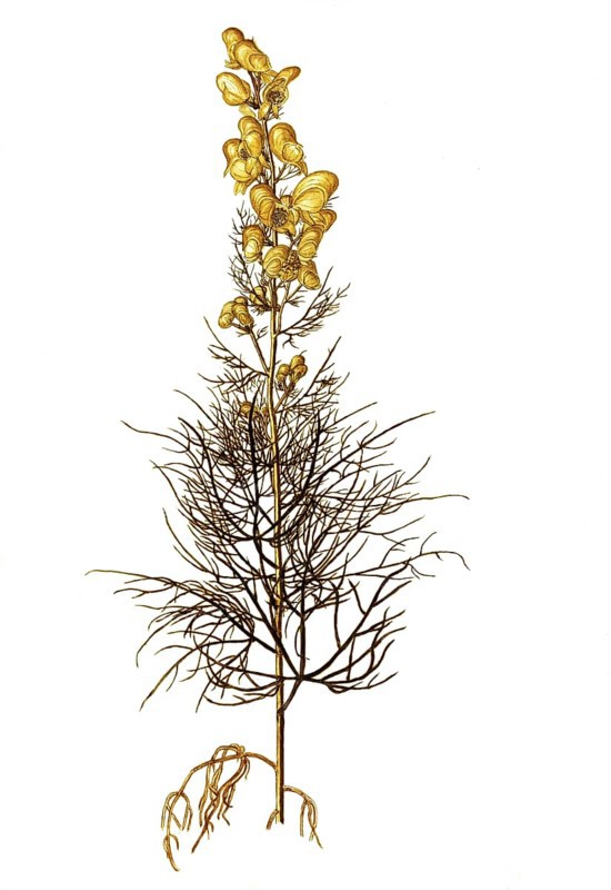 Poison Monkshood, Yellow Monkshood, or Healing Wolfsbane, Aconitum anthora, Ranunculaceae, Illustration by Giovanni Antonio Bottione, watercolour, 1770-1781, Historic, digitally restored reproduction from a 19th century original, Record date not stated