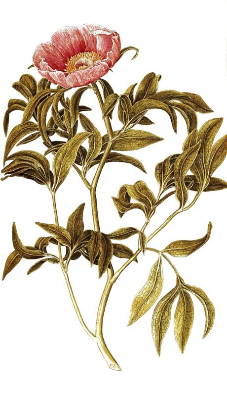 Common Peony, Paeonia officinalis, Ranunculaceae, Illustration by Francesco Peyrolery, watercolour, 1753, Historical, digitally restored reproduction from a 19th century original, Record date not stated