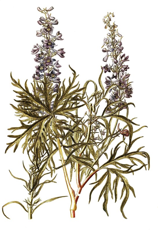 Candle larkspur, Delphinium elatum, Ranunculaceae, Illustration by Francesco Peyrolery, watercolour, 1765, Historical, digitally restored reproduction from a 19th century original, Record date not stated