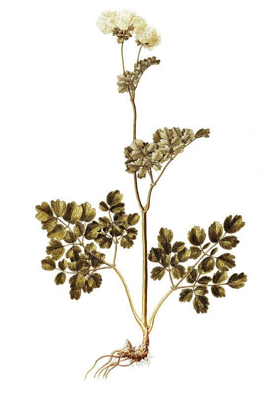 Greater meadow-rue, Columbine Meadow Rue, Thalictrum aquilegifolium, Ranunculaceae, Illustration by Francesco Peyrolery, watercolour, 1765, Historic, digitally restored reproduction from a 19th century original, Record date not stated