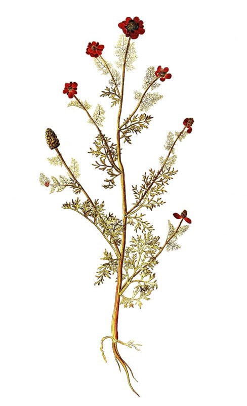 Autumn Adonis, Pheasant's eye, Adonis annua, Ranunculaceae, Illustration by Francesco Peyrolery, watercolour, 1753, Historical, digitally restored reproduction from a 19th century original, Record date not stated