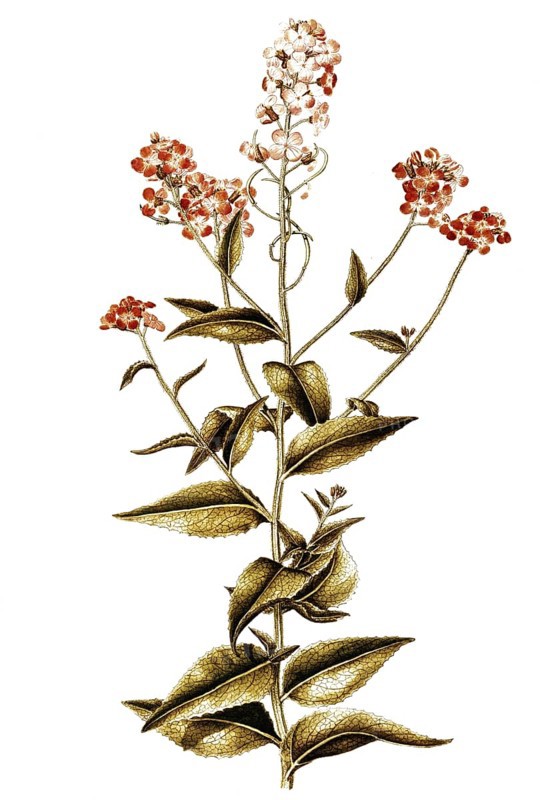 Dame's Rocket or Damask Violet, Hesperis matronalis, Cruciferae, Illustration by Francesco Peyrolery, watercolour, 1765, Historical, digitally restored reproduction from a 19th century original, Record date not stated