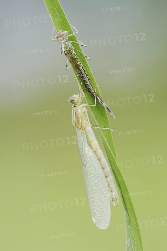 Willow Emerald Damselfly (Chalcolestes viridis) freshly hatched dragonfly and exuvia, North Rhine-Westphalia, Germany