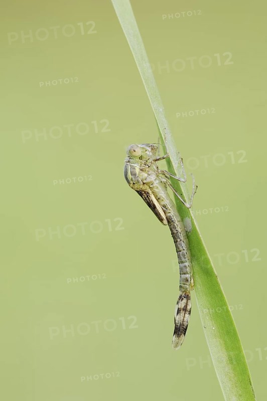 Willow Emerald Damselfly (Chalcolestes viridis) hatching, hatching, larva, dragonfly larva, North Rhine-Westphalia, Germany