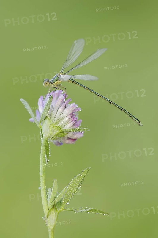 Willow Emerald Damselfly (Chalcolestes viridis), male on flower of meadow clover (Trifolium pratense), North Rhine-Westphalia, Germany