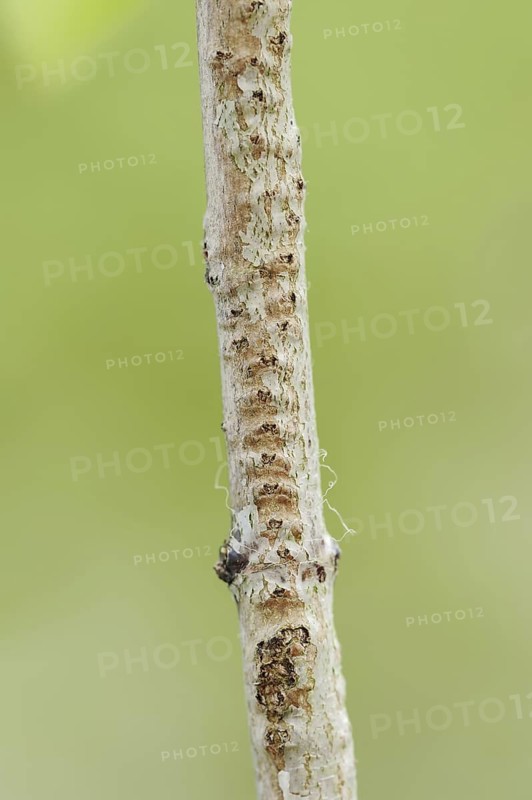 Willow Emerald Damselfly (Chalcolestes viridis), branch with eggs from which the larvae have hatched, North Rhine-Westphalia, Germany