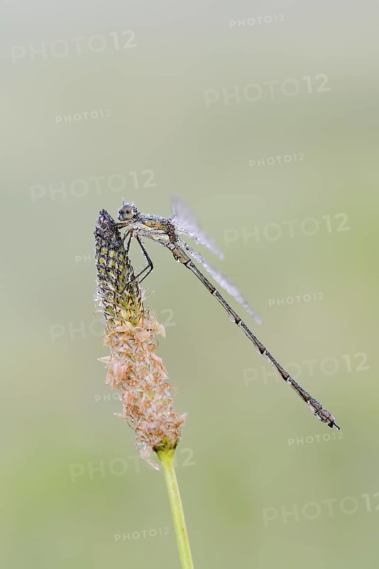 Willow Emerald Damselfly (Chalcolestes viridis), male, North Rhine-Westphalia, Germany