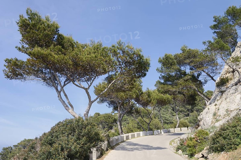 Road and pine trees, Platja S'Illot, Majorca, Balearic Islands, Spain