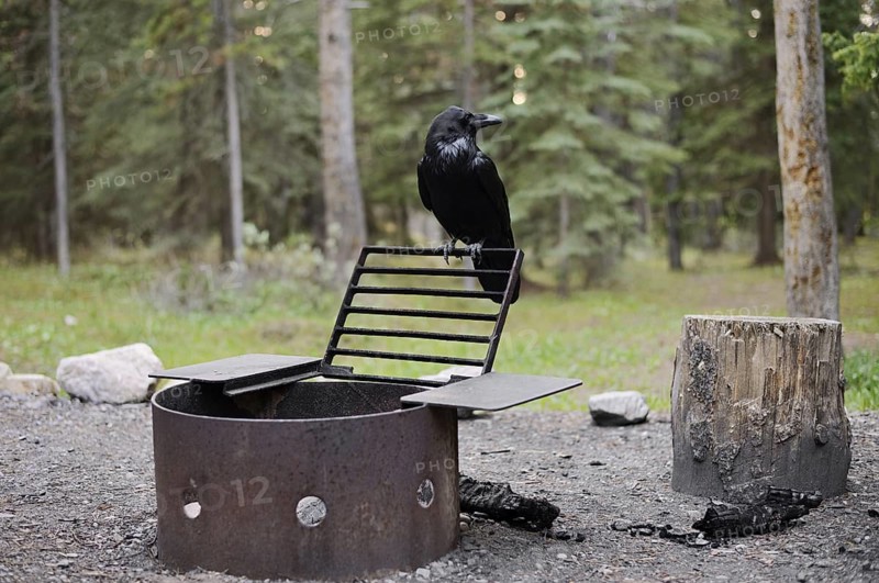 Common raven (Corvus corax) sitting by a fire pit at a campsite, Banff National Park, Alberta, Canada