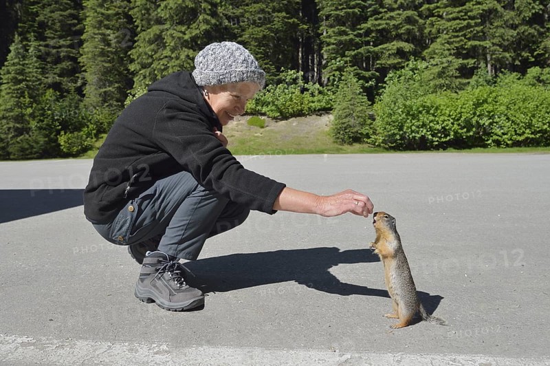 Woman feeding a Columbia gopher (Urocitellus columbianus, Spermophilus columbianus) in a car park, British Columbia, Canada