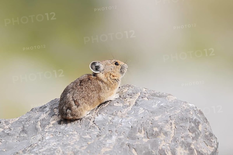 American pika (Ochotona princeps) sitting on a rock, Jasper National Park, Alberta, Canada