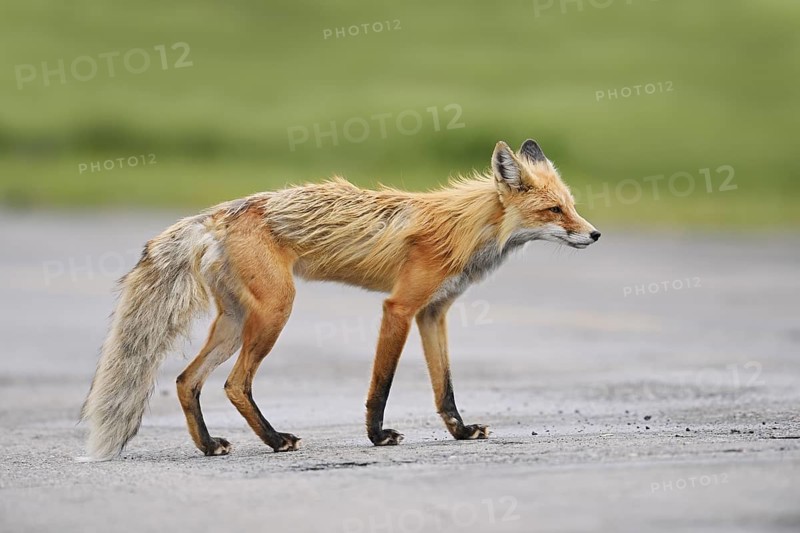 Red fox (Vulpes vulpes), Waterton Lakes National Park, Alberta, Canada