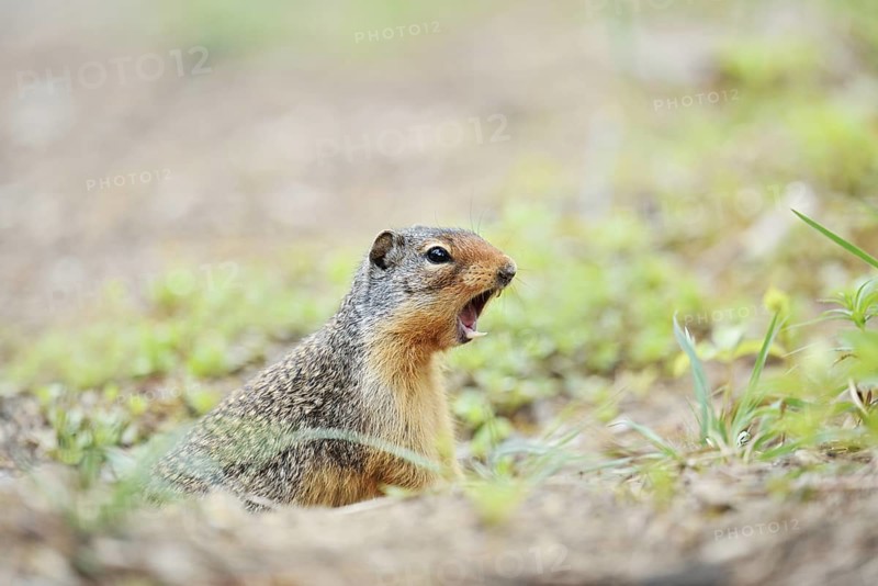 Columbia ground squirrel (Urocitellus columbianus, Spermophilus columbianus) looks out of its burrow and calls, Banff National Park, Alberta, Canada
