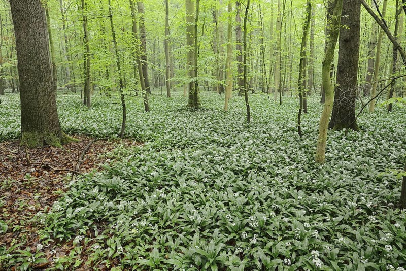 Wild garlic (Allium ursinum) in bloom in a deciduous forest, spring, North Rhine-Westphalia, Germany