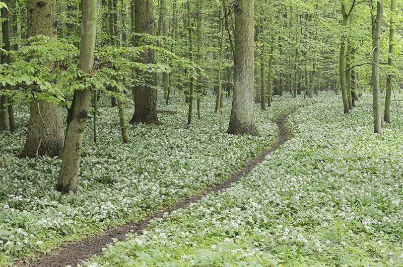 Flowering wild garlic (Allium ursinum) and path in a deciduous forest, spring, North Rhine-Westphalia, Germany