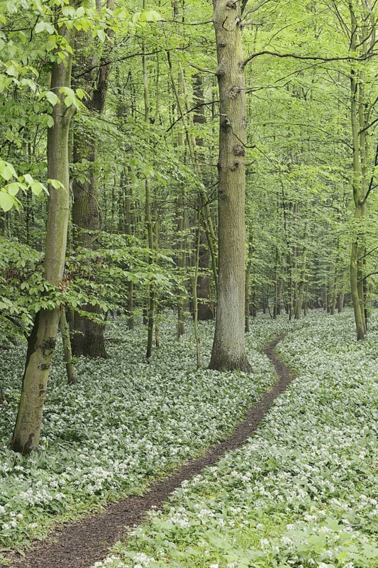 Flowering wild garlic (Allium ursinum) and path in a deciduous forest, spring, North Rhine-Westphalia, Germany