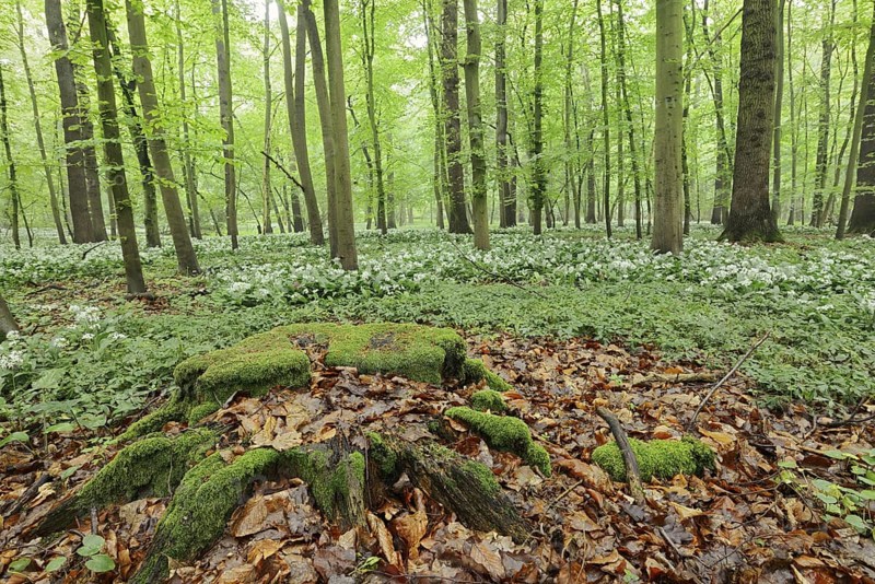 Flowering wild garlic (Allium ursinum) and tree root in a deciduous forest, spring, North Rhine-Westphalia, Germany